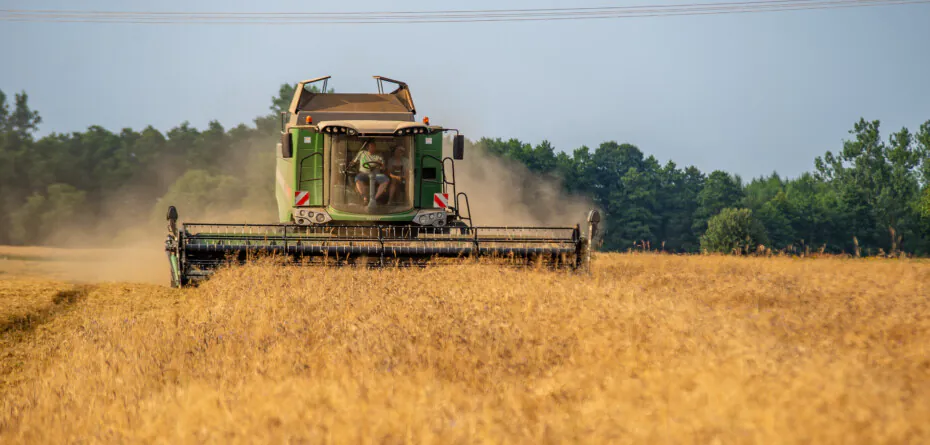Czy ceny zbóż wzrosną jesienią 2022? Sprawdź!