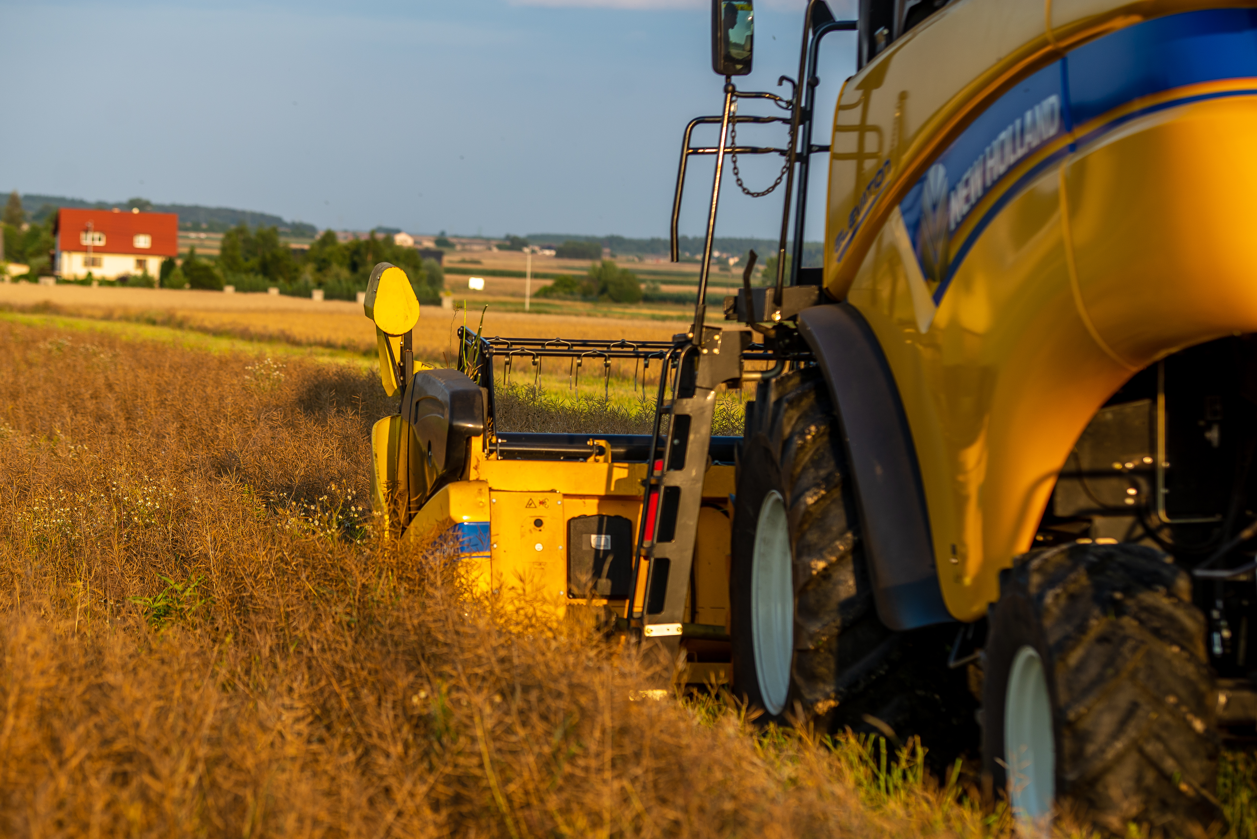 New Holland CX 5080 i żniwa rzepaku ozimego 
plon: ok. 4t średnio /ha