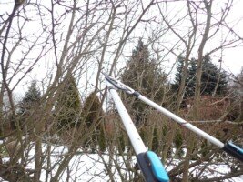 uratować stare drzewa - cięcie odmładzające