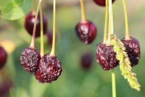 wiśnie - wiśnia - gorzka zgnilizna - silne objawy