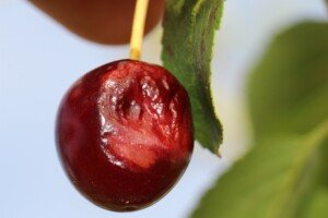 wiśnie - wiśnia - gorzka zgnilizna - początkowe objawy