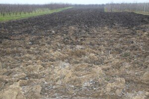 zwięzłość gleby - pole pod sad