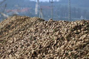 Przetwórstwo owoców - pryzma buraków cukrowych na polu