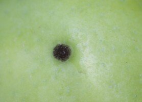 brudna plamistość jabłek - jabłoń - jabłko - parch