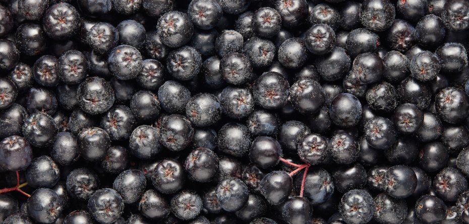 cena aronii - aronia - owoce