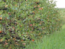 cena aronii - aronia - plantacja