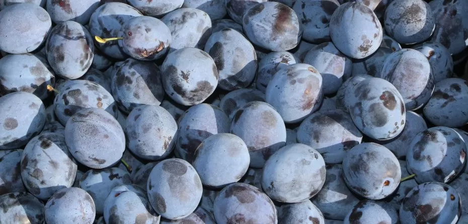 cena śliwek - śliwa - owoce