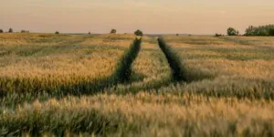 Ceny zboża rosną – aktualne notowania pszenicy, pszenżyta i&nbsp;żyta