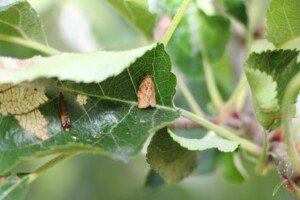 gąsienice zwójek - jabłoń - zwójka siatkóweczka - motyl
