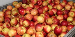 Ceny skupu jabłek przemysłowych — sadownicy mówią o spekulacji