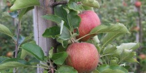 Jabłko Gala — ceny na giełdzie niższe