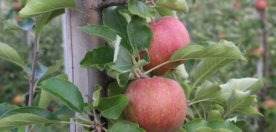 Sadowniczeabc - Jabłko Gala