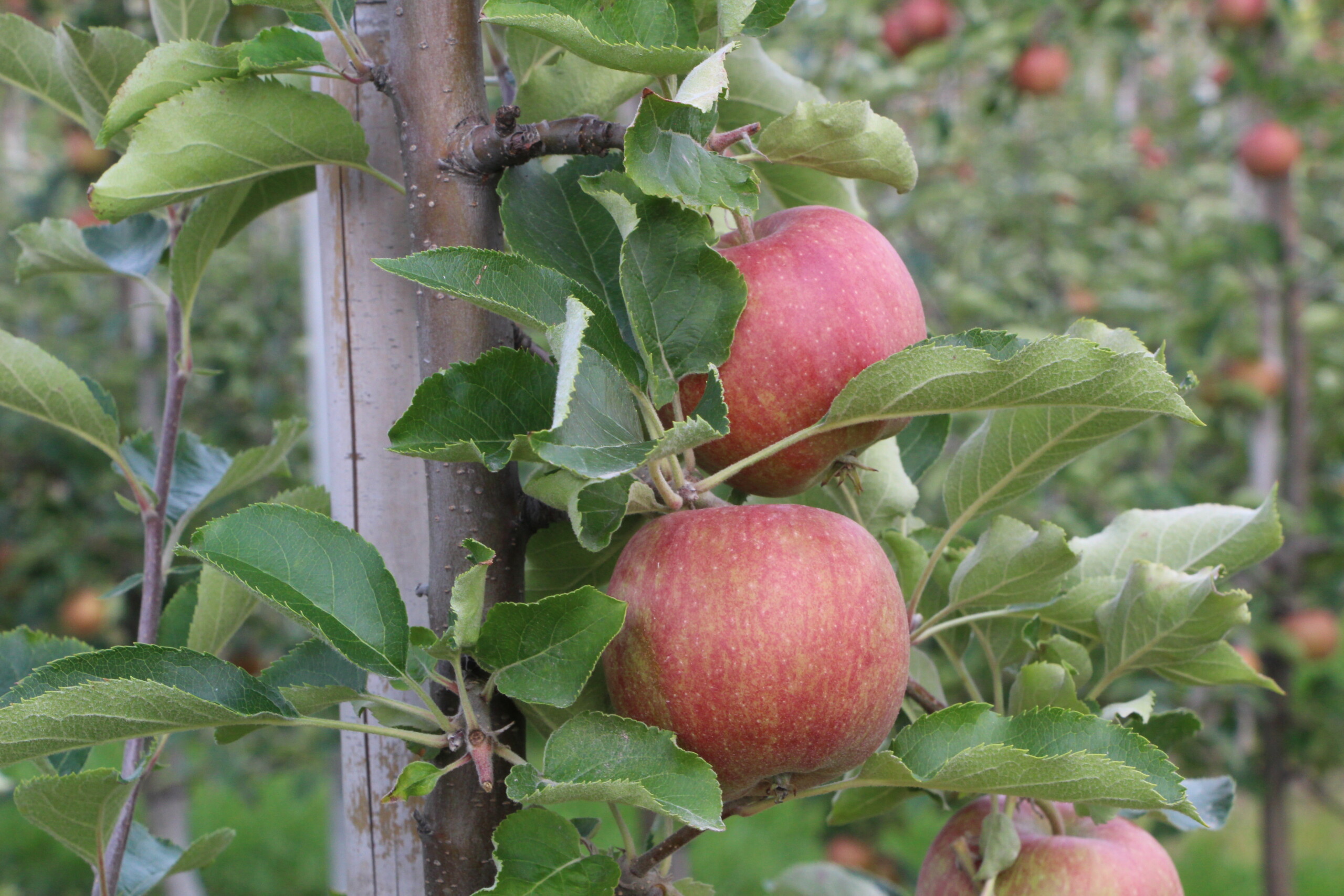 zdjęcia zawiązków owoców na jabłoniach odmiany Gala Schniga   wzrost owoców
