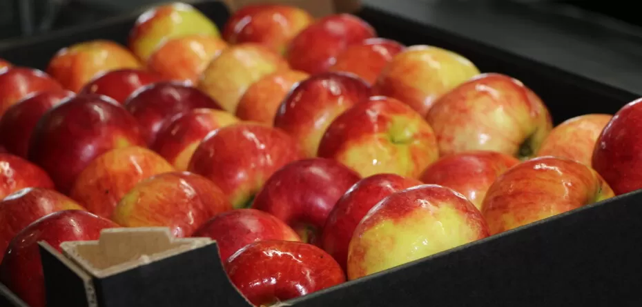 Sadowniczeabc - Opakowania kartonowe na owoce i warzywa