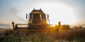 Ile kosztował rzepak w&nbsp;drugiej połowie sierpnia 2022 r.? Sprawdź!