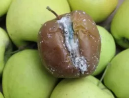 ochrona jabłek - jabłko - sina pleśń