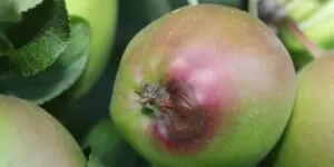 ochrona jabłek - jabłoń - szara pleśń przygniazdowa