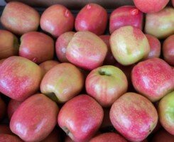 produkcja jabłek - Pink Lady