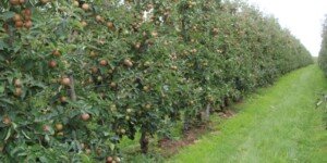 Zbiory jabłek w&nbsp;Europie 2022 mniejsze o&nbsp;kilka procent