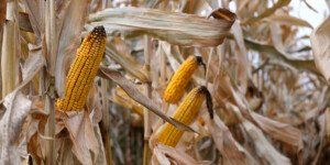 Jakie zbiory kukurydzy 2022?