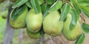 Małe owoce — czas na edukację