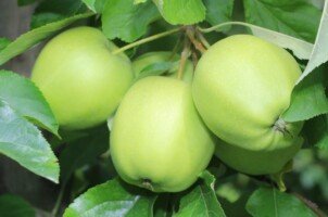 wybarwianie jabłek - jabłoń - owoce zielone - odmiana Golden Delicious