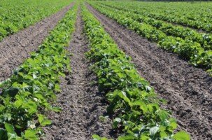 Dopłaty bezpośrednie 2022 do truskawek - truskawka - plantacja