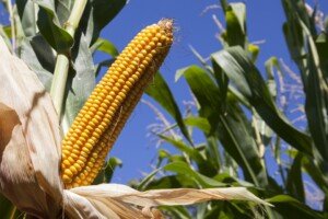 Agrofakt - Odmiany kukurdzy dekalb