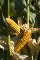 Agrofakt - Odmiany kukurdzy Dekalb