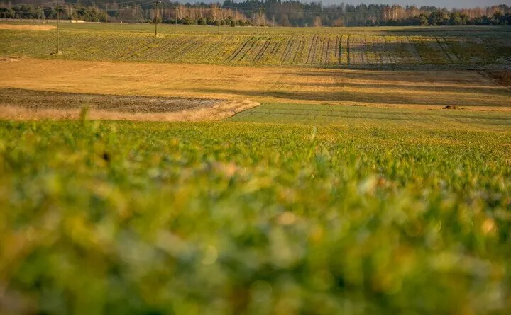 Aktualności rolnicze - Ubezpieczenia upraw rolnych i zwierząt
