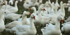 Aktualności rolnicze - Zwalczanie chorób zakaźnych zwierząt