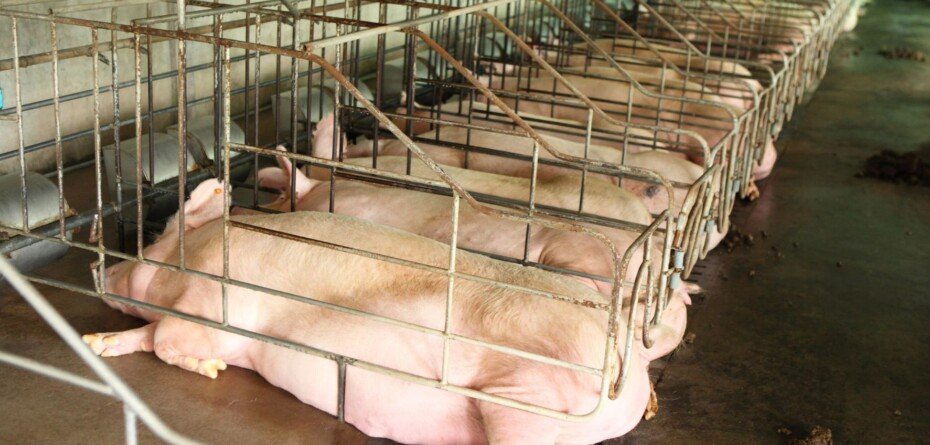 Diagnostyka ciąży u świń. Opis technik i skuteczności detekcji ciąży u loch.