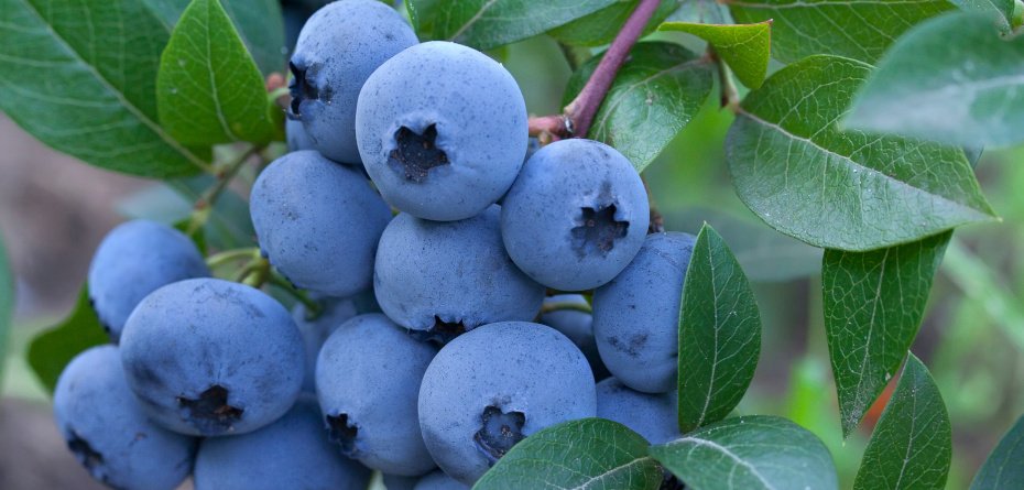 import borówki amerykańskiej - borówka - dojrzałe borówki na krzewie
