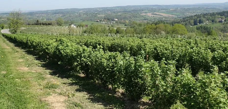 podatek rolny 2023 - plantacja porzeczki czarnej - sady - wiosna