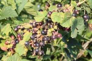 ceny czarnej porzeczki - nierównomierne dojrzewanie