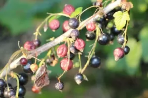 cena czarnej porzeczki - porzeczka czarna - poparzenia owoców