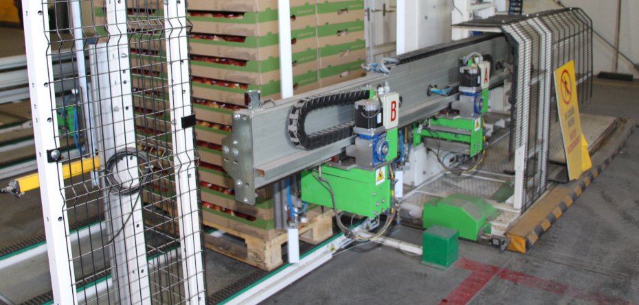 sortowanie jabłek - jabłoń - pakowanie przesortowanych mechanicznie jabłek
