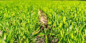 Nagroda AgroBio Top 2022 ufundowana przez Bayer już przyznana