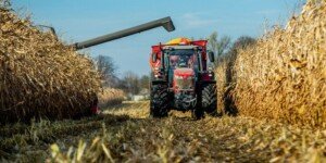 Ceny skupu kukurydzy 2022. Ile kosztuje tona kukurydzy?