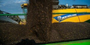 Rynek rzepaku 2022 – podsumowanie