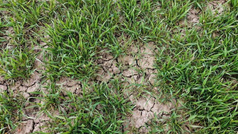 Aktualnosci rolnicze - Pomoc klęskowa dla rolników 2022
