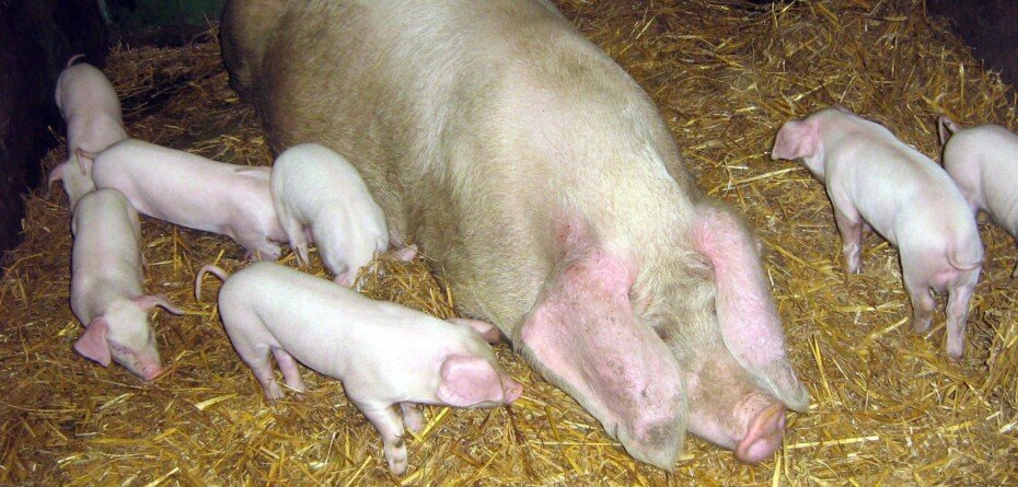 Wysiękowe zapalenie skóry świń – Dermatozy