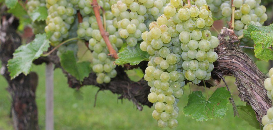 dobre wino - winorośl - białe winogrona -owoce na krzewie