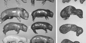 Parwowiroza świń prowadzi do zaburzeń rozrodczych. Sprawdź co radzą eksperci.