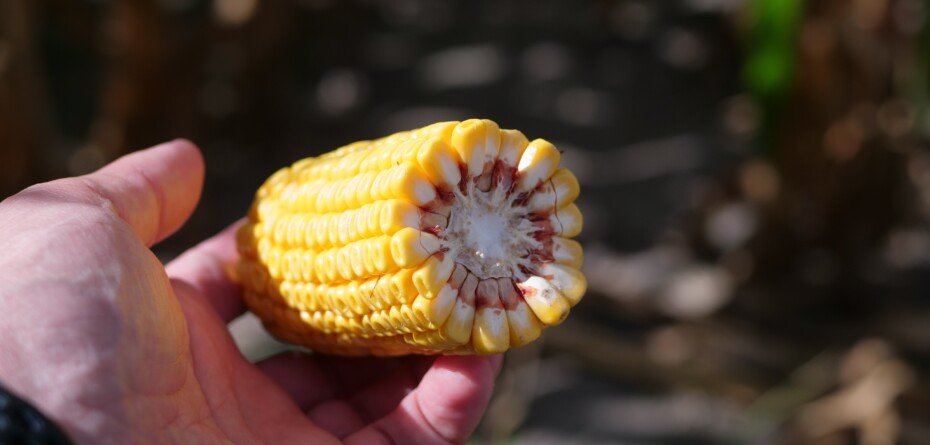 Jak uzyskać wysoki plon kukurydzy?