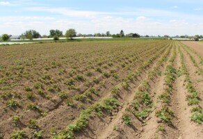 substancje aktywne - pole ziemniaków - druga połowa maja