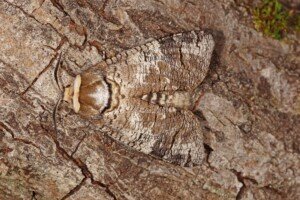trociniarka czerwica - motyl - mimikra