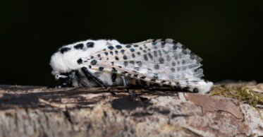 trociniarka torzyśniad - motyl