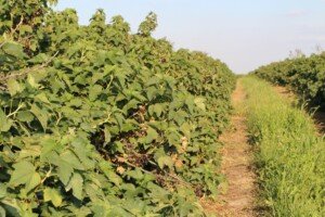 ubezpieczenie sadów i plantacji - porzeczka czarna owocowanie