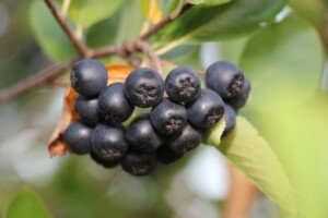 Owoce jagodowe 2022 - aronia - owoce na krzewie